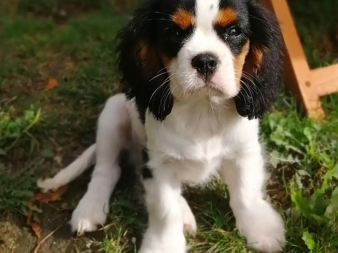 Chien, Race de chien, Carnivore, Herbe, King Charles Spaniel, Chien de compagnie, Épagneul, Terrestrial Animal, Cavalier King Charles Spaniel, Museau, Toy Dog, Plante, Moustaches, Liver, Bored, Poil, Canidae, Working Dog, Queue