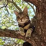 Chat, Felidae, Carnivore, Arbre, Small To Medium-sized Cats, Branch, Twig, Bois, Moustaches, Trunk, Woody Plant, Faon, Museau, Ciel, Queue, ForÃªt, Terrestrial Animal, Poil, Woodland