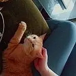 Chat, Oreille, Felidae, Gesture, Moustaches, Carnivore, Small To Medium-sized Cats, Finger, Faon, Comfort, Thumb, Museau, Nail, Patte, Poil, Vehicle Door, Griffe, Car Seat, Human Leg, Domestic Short-haired Cat