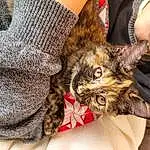 Chat, Jambe, Carnivore, Comfort, Felidae, Gesture, Moustaches, Faon, Sourire, Small To Medium-sized Cats, Human Leg, Poil, Domestic Short-haired Cat, Pattern, Nail, Lap, Griffe, Patte, Foot, Fashion Accessory