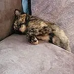 Chat, Felidae, Carnivore, Small To Medium-sized Cats, Moustaches, Grey, Comfort, Faon, Terrestrial Animal, Museau, Queue, Bois, Patte, Poil, Domestic Short-haired Cat, Griffe, Sieste, Sleep
