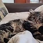 Chat, Comfort, Felidae, Carnivore, Small To Medium-sized Cats, Grey, Moustaches, Couch, Museau, Poil, Bed, Patte, Domestic Short-haired Cat, Griffe, Arbre, Bedding, Sieste, Assis, Bed Sheet, Queue