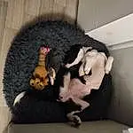 Chien, Race de chien, Carnivore, Jouets, Grey, Faon, Chien de compagnie, Felidae, Comfort, Small To Medium-sized Cats, Couch, Queue, Stuffed Toy, Poil, Toy Dog, Studio Couch, Room, Canidae, Poodle