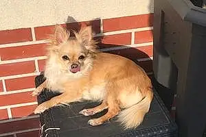 Nom Chihuahua Chien Nana