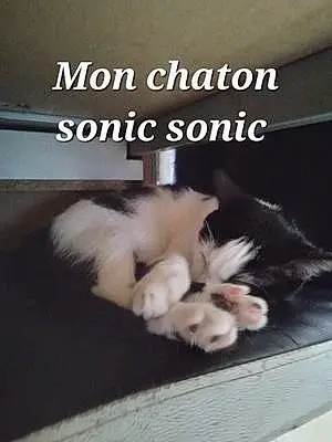 Nom Chat Sonic