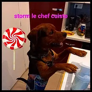 Nom Chien Storm