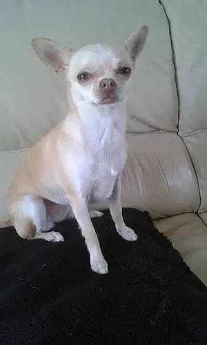Nom Chihuahua Chien Ilka