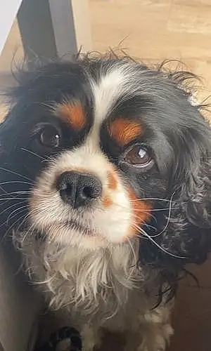 Cavalier King Charles Spaniel Chien Real
