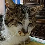 Chat, Yeux, Carnivore, Felidae, Small To Medium-sized Cats, Moustaches, Comfort, Museau, Patte, Domestic Short-haired Cat, Griffe, Poil, Queue, Sieste, Cat Supply