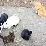 Chat, Carnivore, Race de chien, Herbe, Faon, Felidae, Museau, Queue, Small To Medium-sized Cats, Chien de compagnie, Terrestrial Animal, Poil, Moustaches, Plante, Canidae, Comfort