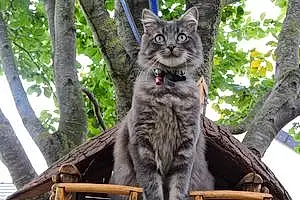 Nom Maine Coon Chat Cyrius