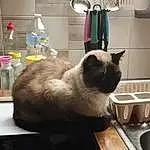 Chat, Kitchen Sink, Plumbing Fixture, Felidae, Carnivore, Tap, Sink, Bottle, Small To Medium-sized Cats, Moustaches, Gas, Countertop, Museau, Plumbing, Room, Queue, Mixing Bowl, Poil, Kitchen Stove, Kitchen