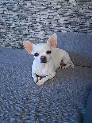 Nom Chihuahua Chien Jody