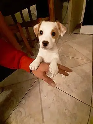 Jack Russell Chien Uby
