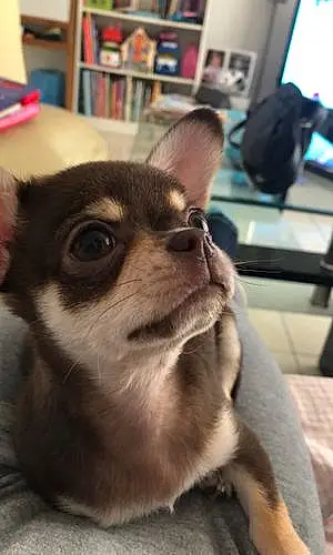 Nom Chihuahua Chien Ouper
