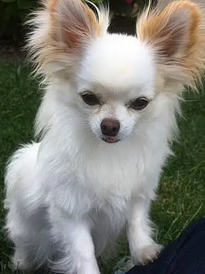 Nom Chihuahua Chien Novak