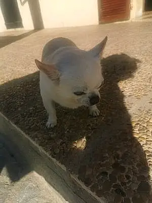 Nom Chihuahua Chien Minus