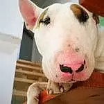 Chien, Bull Terrier (miniature), Canidae, Bull Terrier, Race de chien, Old English Terrier, Bull And Terrier, Nez, Head, English White Terrier, Non-sporting Group, Carnivore, Museau, Gull Terr, Bulldog, Jaw, Rare Breed (dog), Oreille