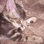 Chat, Felidae, Small To Medium-sized Cats, Chatons, Moustaches, Chat tigré, Carnivore, European Shorthair, Museau, Poil, Faon, Patte, Egyptian Mau, Oreille, Asiatique