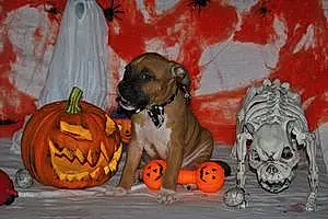 Halloween American Staffordshire Terrier Chien Titan