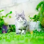 Plante, Chat, Green, Felidae, Carnivore, Small To Medium-sized Cats, Moustaches, Groundcover, Herbe, Queue, Bois, Shrub, Arbre, Landscape, Grassland, Domestic Short-haired Cat, Terrestrial Animal, Poil, Garden, Natural Landscape