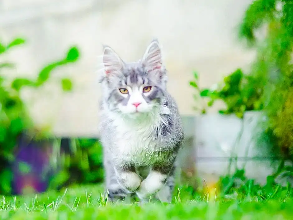 Plante, Chat, Green, Felidae, Carnivore, Small To Medium-sized Cats, Moustaches, Groundcover, Herbe, Queue, Bois, Shrub, Arbre, Landscape, Grassland, Domestic Short-haired Cat, Terrestrial Animal, Poil, Garden, Natural Landscape