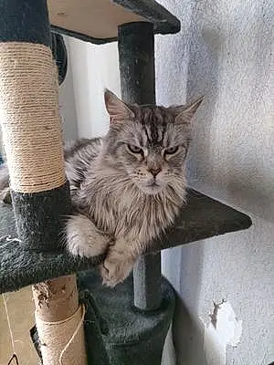 Nom Maine Coon Chat Harley