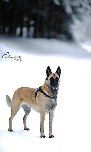 Nom Berger Malinois Chien Ombre