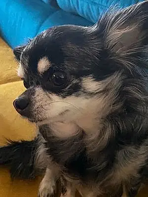 Nom Chihuahua Chien Oka