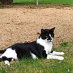 Chat, Felidae, Small To Medium-sized Cats, Herbe, Carnivore, Canidae, Border Collie, Queue, Moustaches, Pelouse, Karelian Bear Dog, Plante, Domestic Short-haired Cat, Polydactyl Cat