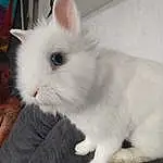 Lapin, Chat, Moustaches, Rabbits And Hares, Lapin domestique, Felidae, Peau, Small To Medium-sized Cats, Oreille, Angora turc, Yeux, Iris, Poil, Faon, Queue