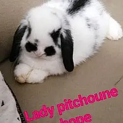 Lady Pitchoune Hope