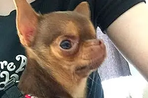 Nom Chihuahua Chien Angy