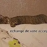 Chat, Carnivore, Felidae, Moustaches, Creative Arts, Small To Medium-sized Cats, Font, Terrestrial Animal, Queue, Art, Domestic Short-haired Cat, Pattern, Linens, Illustration, Painting, Poil, Drawing, Légende de la photo, Petal
