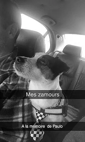 Nom Jack Russell Chien Baboune