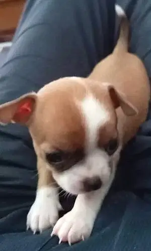 Nom Chihuahua Chien Rubi