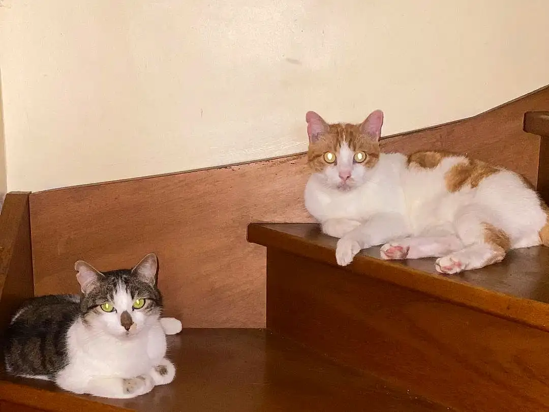 Brown, Chat, Blanc, Felidae, Bois, Carnivore, Moustaches, Small To Medium-sized Cats, Grey, Faon, Hardwood, Queue, Wood Stain, Shelf, Drawer, Varnish, Plywood