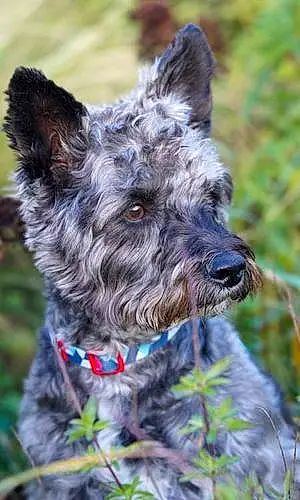 Cairn Terrier Chien Filou