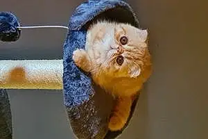 Nom Exotic Shorthair Chat Fiona