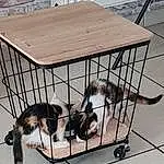 Chien, Race de chien, Carnivore, Pet Supply, Chien de compagnie, Small To Medium-sized Cats, Felidae, Mesh, Animal Shelter, Museau, Queue, Dog Supply, Dog Crate, Canidae, Cage, Metal, Poil
