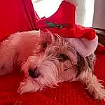 Chien, Carnivore, Race de chien, Dog Supply, Chien de compagnie, Collar, Working Animal, Museau, Chapi Chapo, Toy Dog, Holiday, Poil, Event, Costume Hat, Standard Schnauzer, Canidae, Terrier, Fashion Accessory, Carmine
