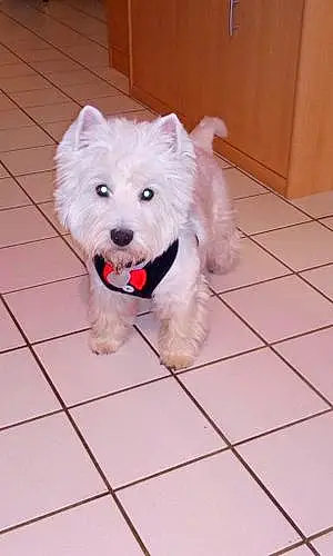 Nom West Highland White Terrier Chien Obi-wan