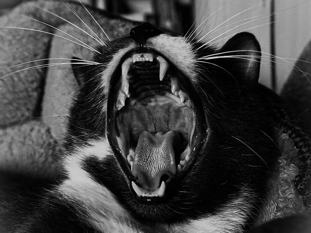 Moustaches, Black, Facial Expression, Black-and-white, Museau, Nez, Chat, Monochrome, BÃ¢illement, Close-up, Carnivore, Yeux, Felidae, Canidae, Noir & Blanc, Mouth, Poil, Small To Medium-sized Cats, Photography