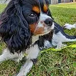 Chien, Canidae, Race de chien, King Charles Spaniel, Cavalier King Charles Spaniel, Épagneul, Carnivore, Chien de compagnie, Museau, Herbe, French Spaniel, Cocker Spaniel, Rare Breed (dog), Cavalier, Chiots, Toy Dog, Phalène