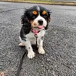 Chien, Race de chien, Canidae, King Charles Spaniel, Cavalier King Charles Spaniel, Carnivore, Chien de compagnie, Chiots, Museau, Épagneul, Bernese Mountain Dog, Rare Breed (dog), Cavalier, Toy Dog, Cocker Spaniel, Faon