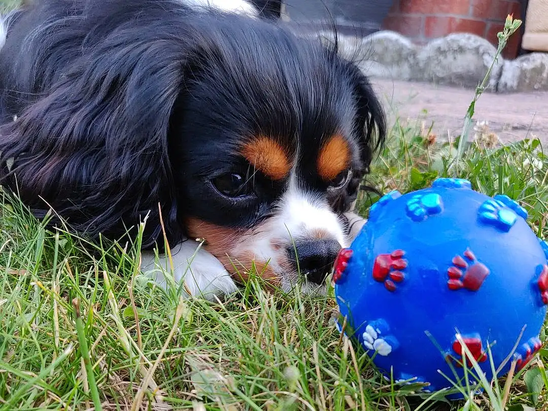 Chien, Canidae, Race de chien, Cavalier King Charles Spaniel, King Charles Spaniel, Chien de compagnie, Carnivore, Épagneul, Chiots, Herbe, Phalène, Toy Dog, Rare Breed (dog), Cavalier, Beaglier