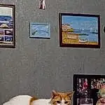 Picture Frame, Chat, Photograph, Felidae, Carnivore, Moustaches, Faon, Wall, Small To Medium-sized Cats, Art, Queue, Comfort, Museau, Room, Linens, Bois, Event, Poil, Domestic Short-haired Cat, Chair