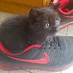 Footwear, Chat, Black, Shoe, Small To Medium-sized Cats, Felidae, Moustaches, Chatons, Chartreux, Carnivore, Athletic Shoe, Outdoor Shoe, British Shorthair, Walking Shoe, Korat, Faon, Bleu russe, Sneakers