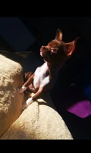 Nom Chihuahua Chien Pancho