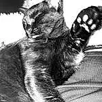 Chat, Small To Medium-sized Cats, Felidae, Black-and-white, Moustaches, Carnivore, Monochrome, Museau, Oreille, Asiatique, Devon Rex, Queue, Poil, Photography, Noir & Blanc, Style